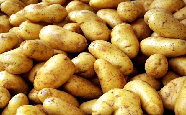 الامراض الشائعة التى تصيب محصول البطاطس 